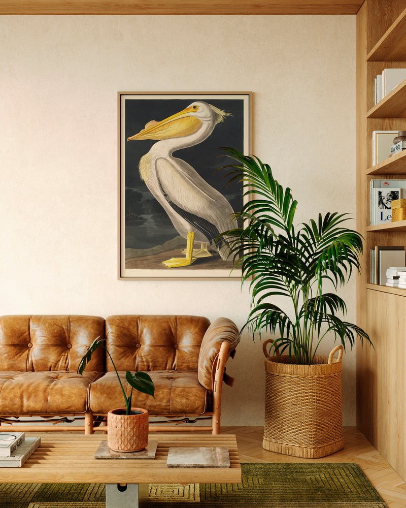 John James Audubon American White Pelican - Poster